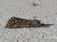 Compsoptera jourdanaria