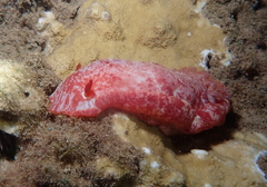 Hexabranchus