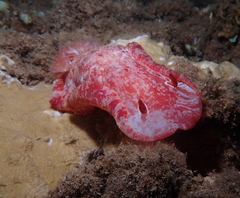 Hexabranchus