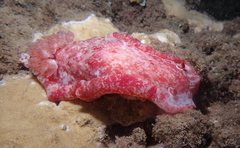 Hexabranchus