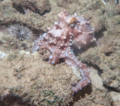 Callistoctopus ornatus