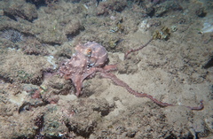 Callistoctopus ornatus
