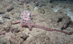 Callistoctopus ornatus
