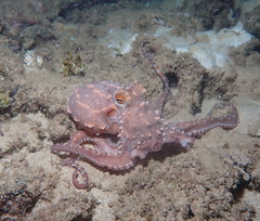 Callistoctopus ornatus