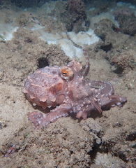 Callistoctopus ornatus
