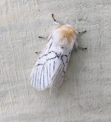 Striphnopteryginae