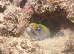 Gymnothorax rueppelliae