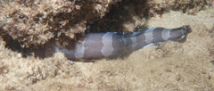 Gymnothorax rueppelliae