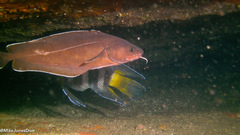 Lotella rhacina