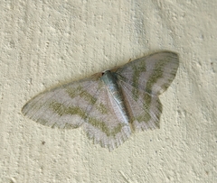 Maxates thetydaria