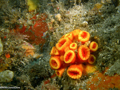 Australopsammia aurea