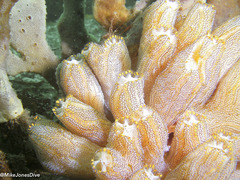 Botrylloides magnicoecus