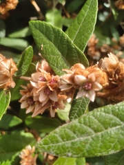 Lasiopetalum macrophyllum