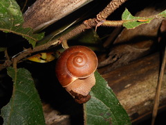 Hemiplecta retrorsa