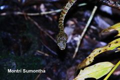 Trimeresurus venustus