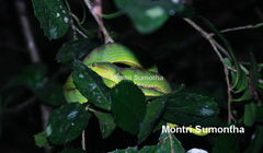 Trimeresurus phuketensis