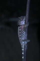 Acanthosaura phuketensis