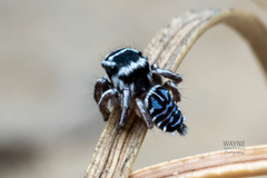 Maratus sceletus