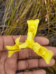 Moraea neglecta