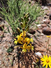 Bulbine torta