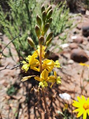 Bulbine torta