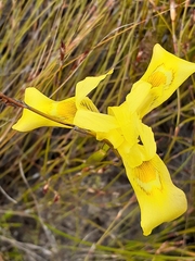 Moraea neglecta