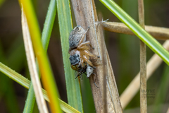 Maratus sceletus