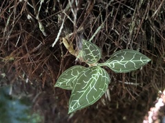 Goodyera reticulata