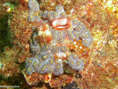 Botrylloides magnicoecus