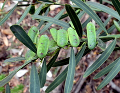 Acacia suaveolens