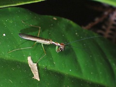 Hapalopeza tigrina