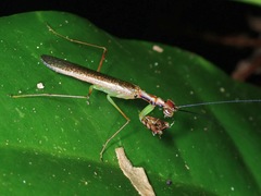 Hapalopeza tigrina