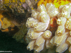 Botrylloides magnicoecus