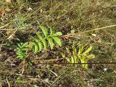 Potentilla longifolia