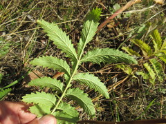 Potentilla longifolia