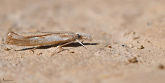 Agriphila trabeatellus