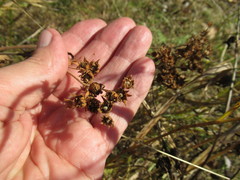Potentilla longifolia