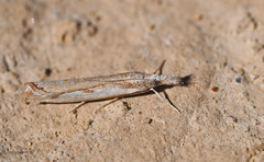 Agriphila trabeatellus