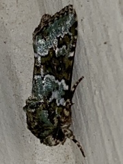 Lacinipolia strigicollis