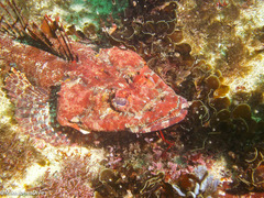 Thysanophrys cirronasus