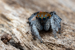 Maratus jactatus