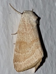 Trichocosmia inornata