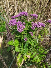 Saussurea neopulchella