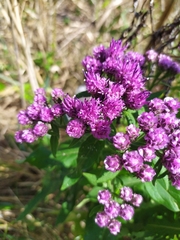 Saussurea neopulchella