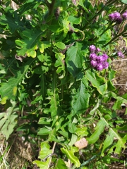 Saussurea neopulchella