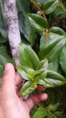 Kadua centranthoides