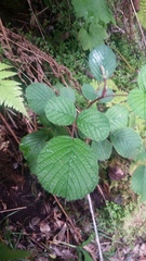 Rubus ellipticus obcordatus