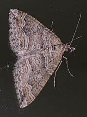 Perizoma custodiata