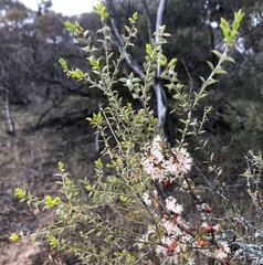 Melaleuca acuminata