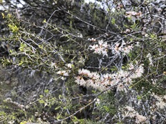 Melaleuca acuminata